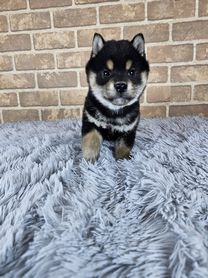 2024年12月24日生まれ　柴犬　黒　男の子